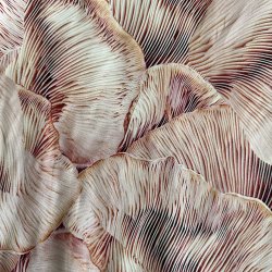 Viscose - Coral blad mnster