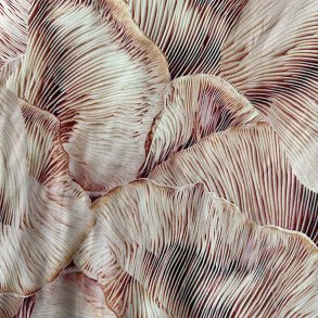 Viscose - Coral blad mnster